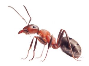 capental-ants-fursure-wildlife-and-pest-control